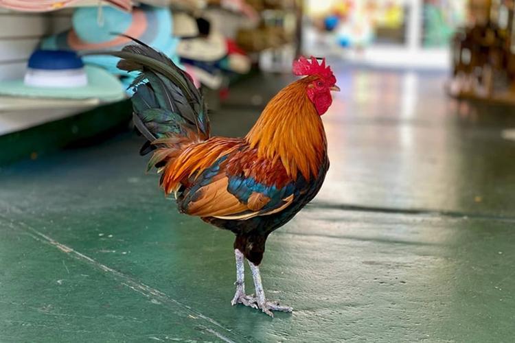 PHOTOS OF SECRET TOURS Key West