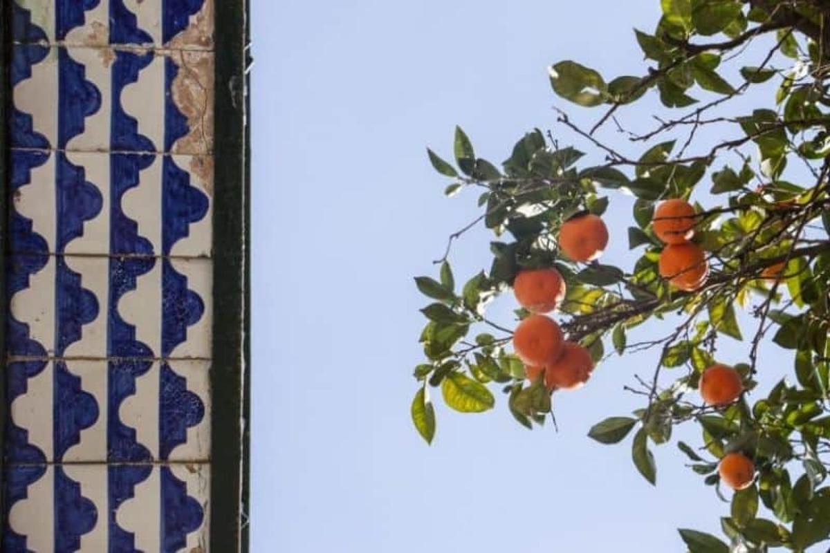 Photos of Secret Food Tours: Seville